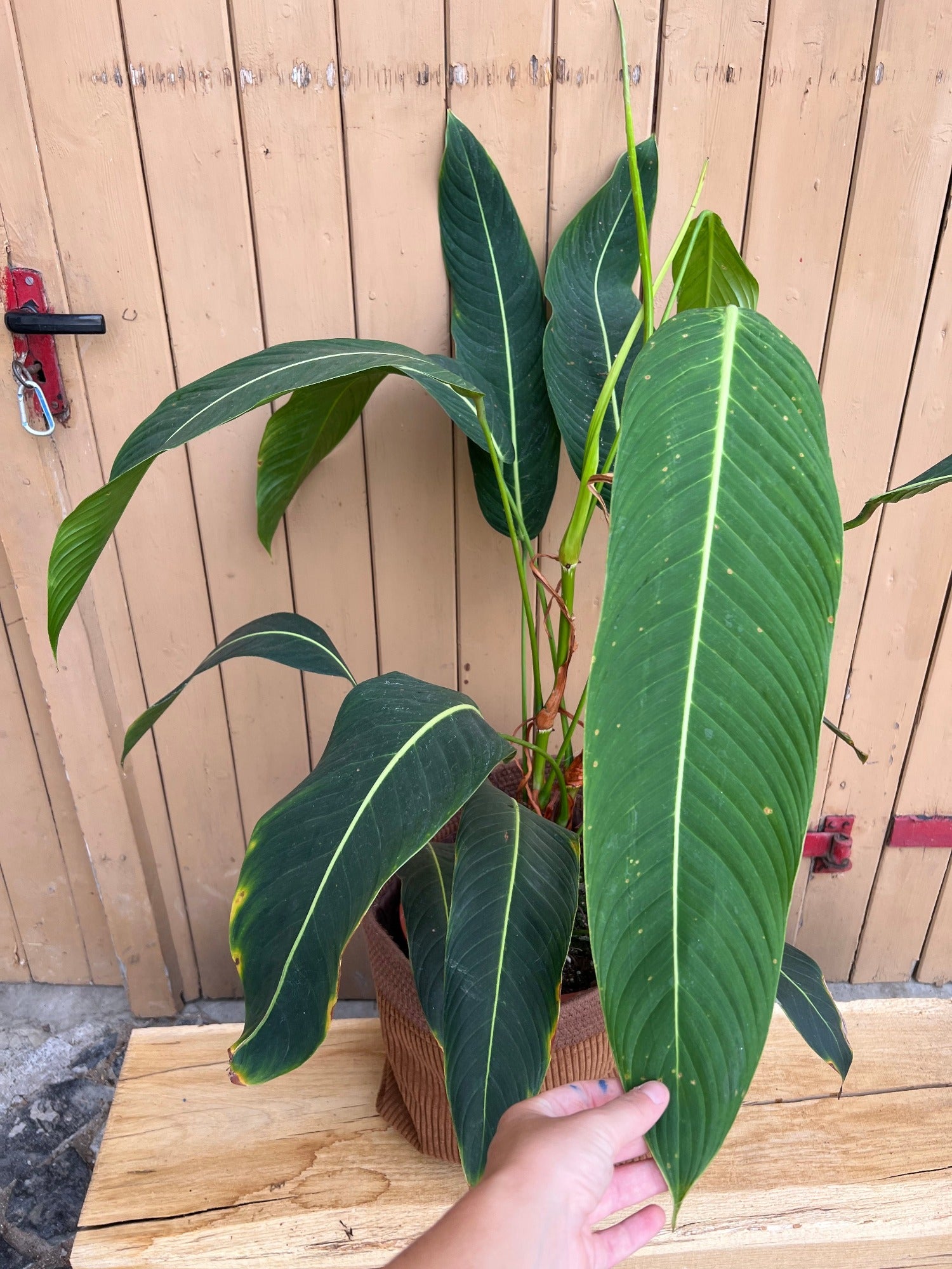 Philodendron Heterocraspedon XXL