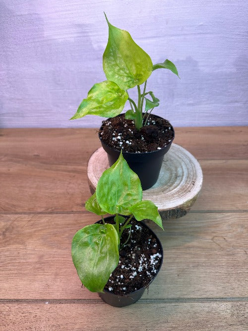 Alocasia Cucullata Aurea