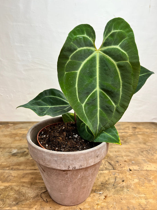 Anthurium Magnificum x Besseae aff