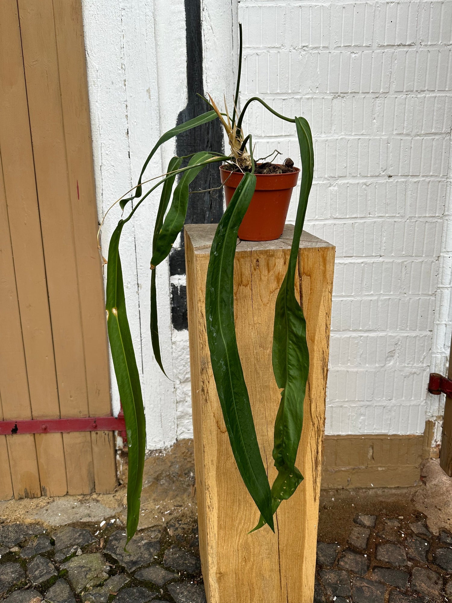 anthurium fertli Anthurium Pallidiflorum XXL