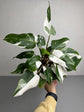 Philodendron White Princess