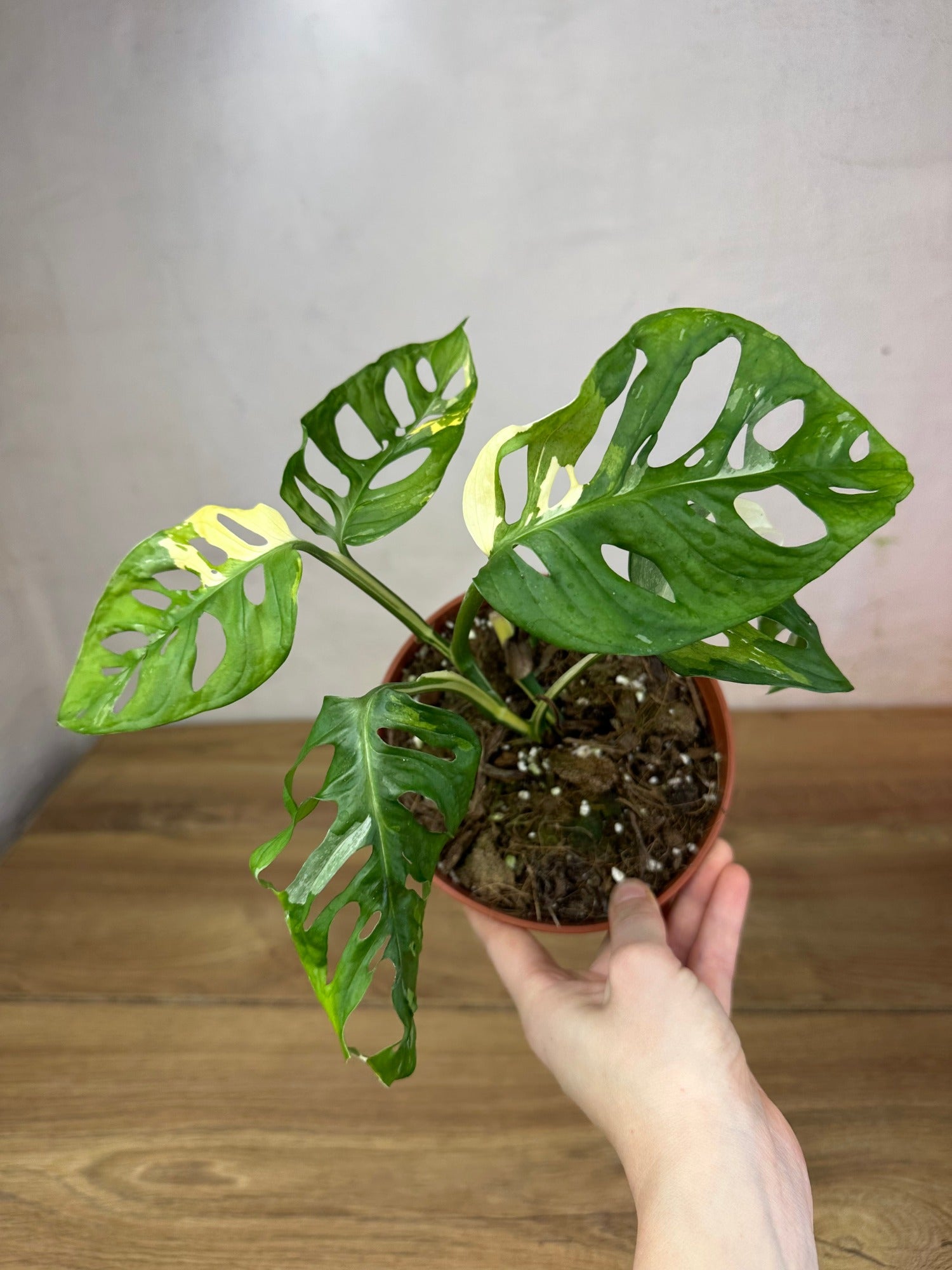 Monstera Adansonii Variegata