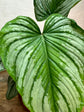 Philodendron Mamei Silver Cloud