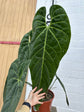 Anthurium Metallicum XXL