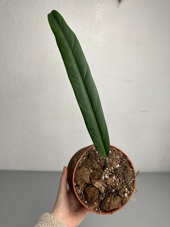 Philodendron Bicolor Cutting