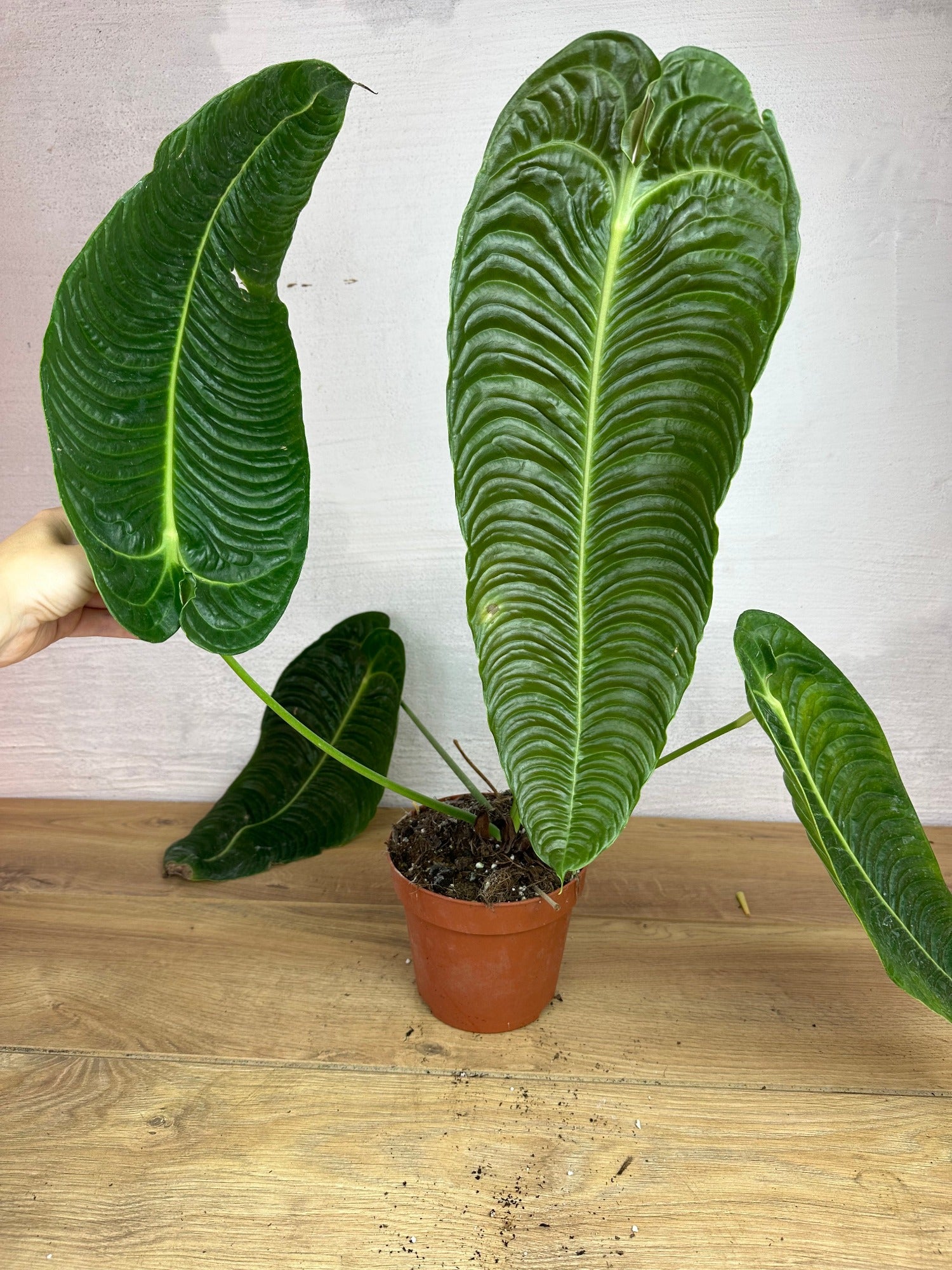 Anthurium Veitchii Narrow