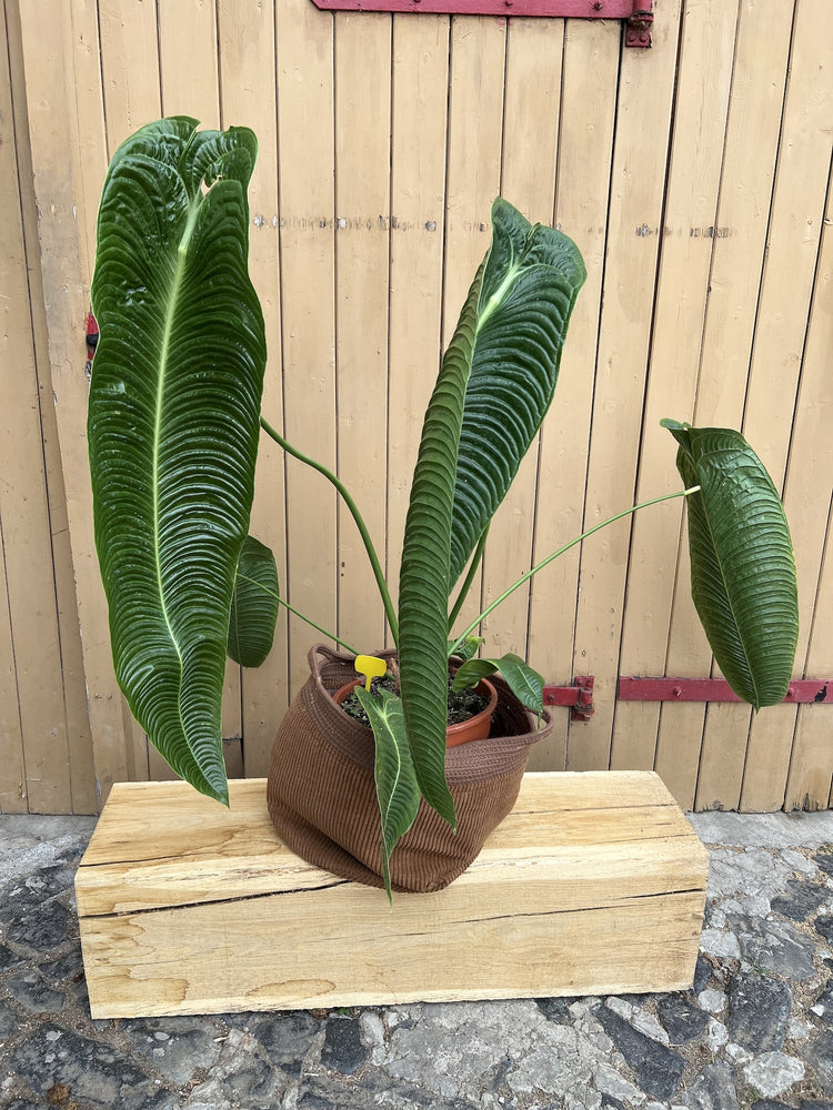 Anthurium Veitchii extrem Narrow Form XXL