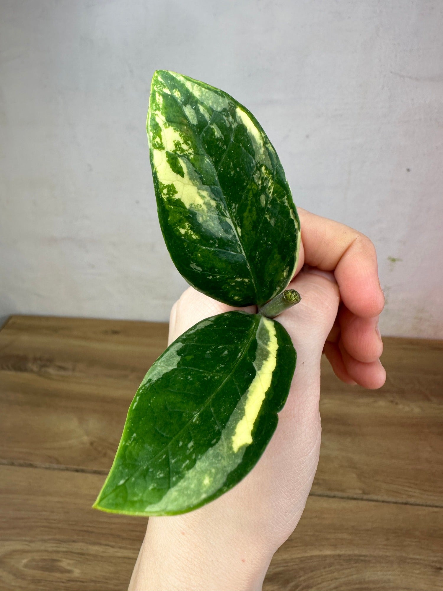 Zamioculcas Zamiifolia Variegata