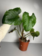 Philodendron Serpens L