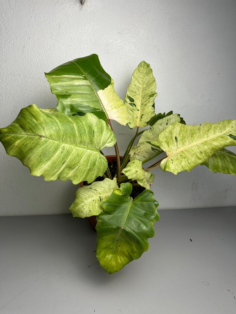 Philodendron Snowdrift Variegata XXL