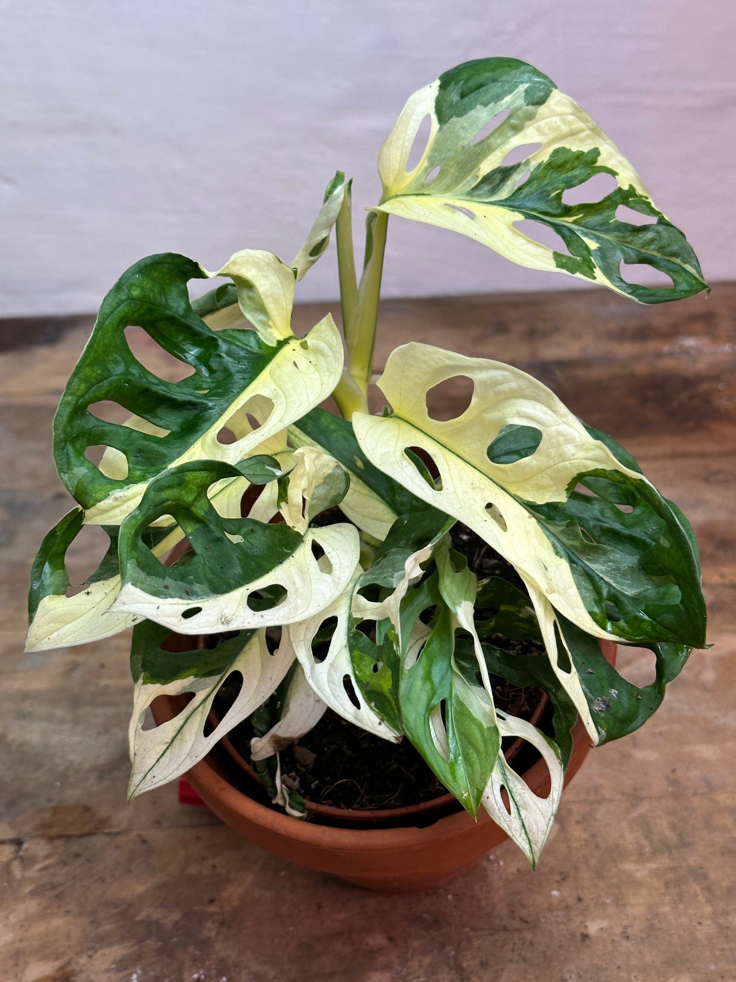 monstera adansonii variegata Monstera Adansonii Variegata