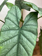 Alocasia Heterophylla corazon XL