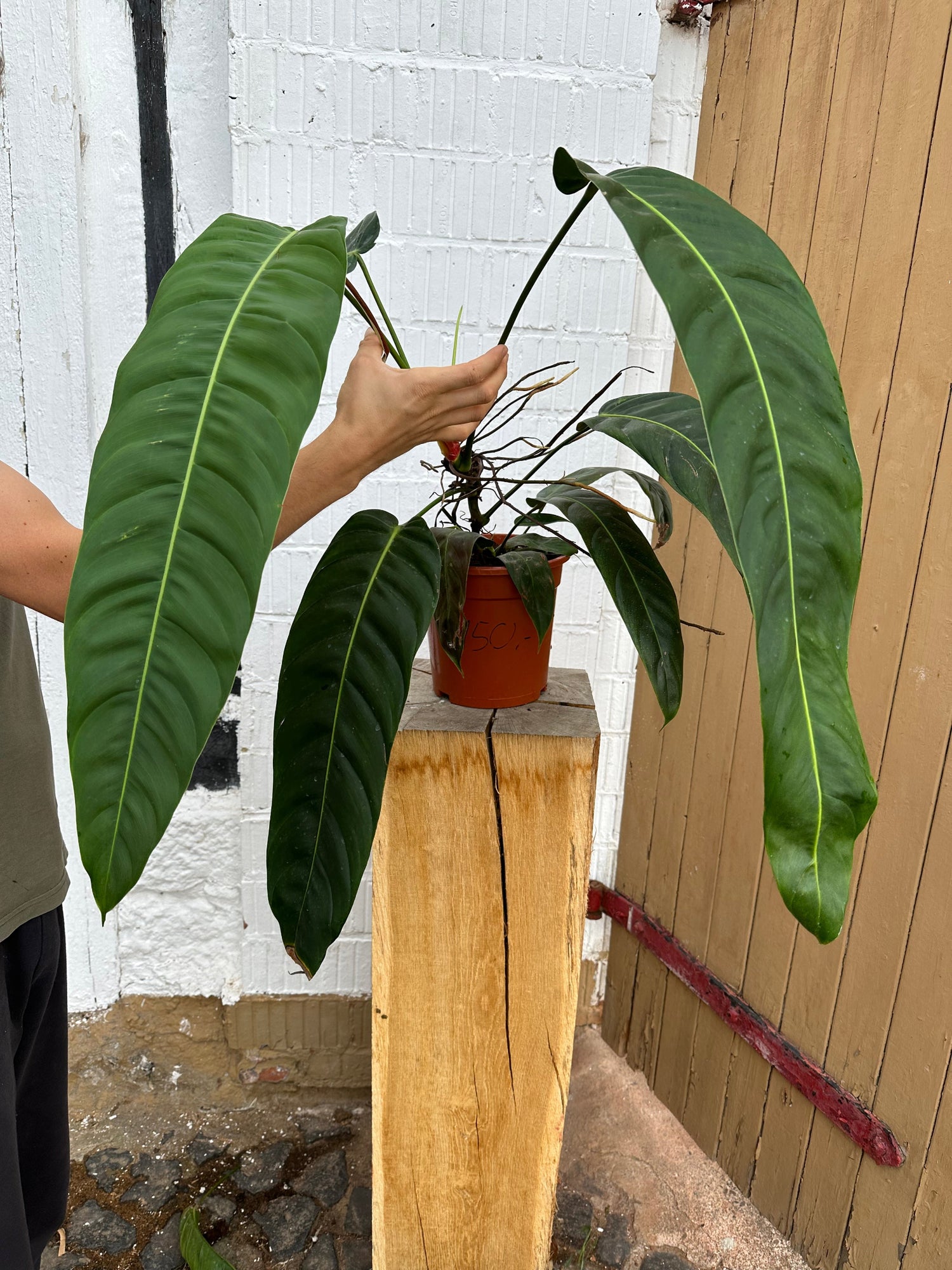 Philodendron Patriciae XXL