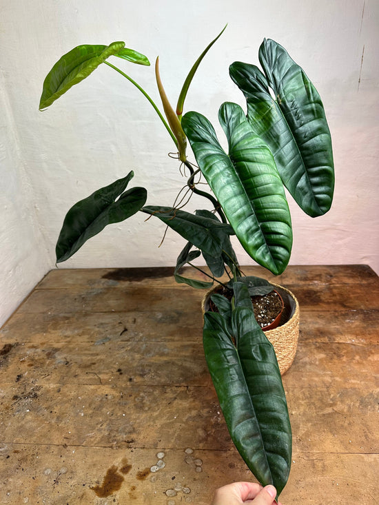 Philodendron Felix XL