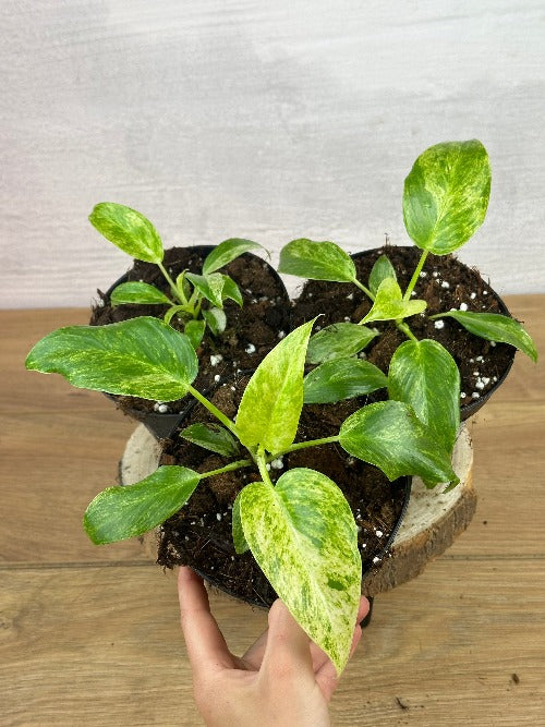 Philodendron Giganteum Variegata