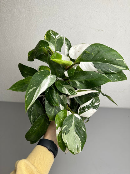 Philodendron White Princess