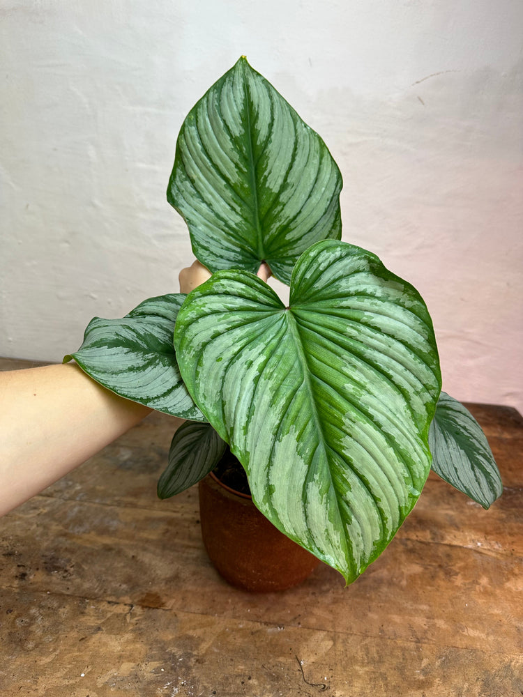 Philodendron Mamei Silver Cloud