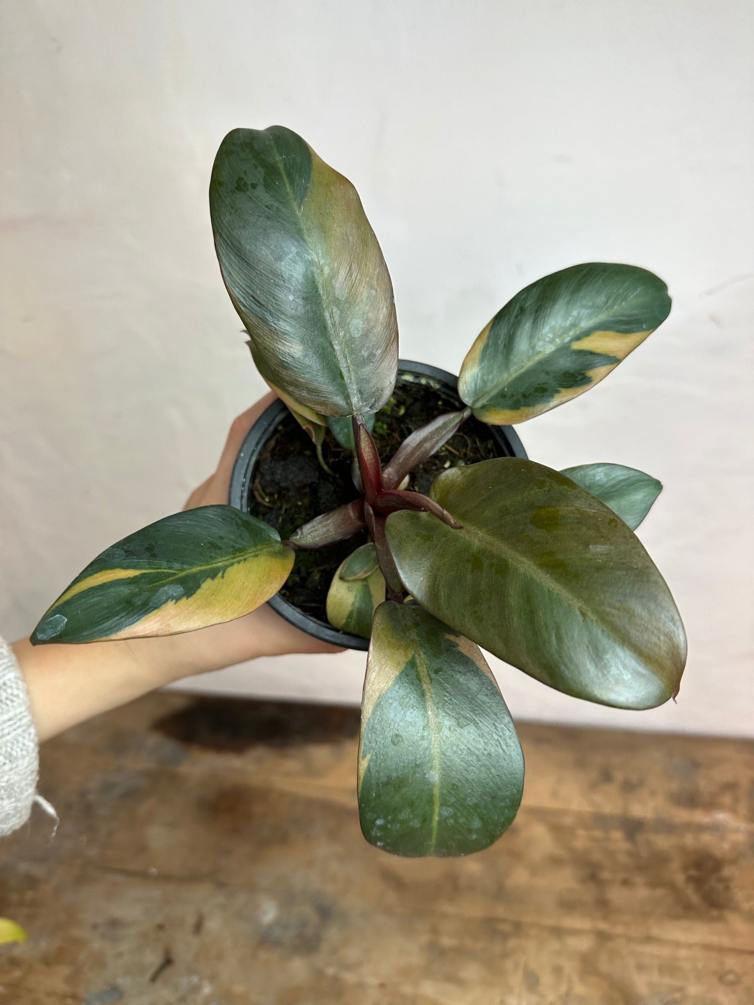 Philodendron Black Cardinal Variegata M