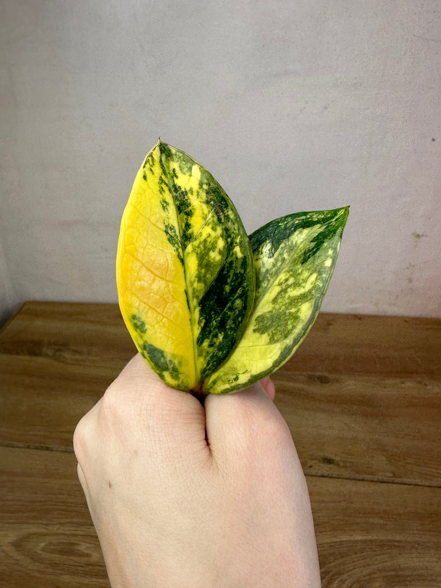 Zamioculcas Zamiifolia Variegata