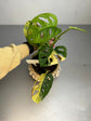 Monstera adansonii aurea variegata single