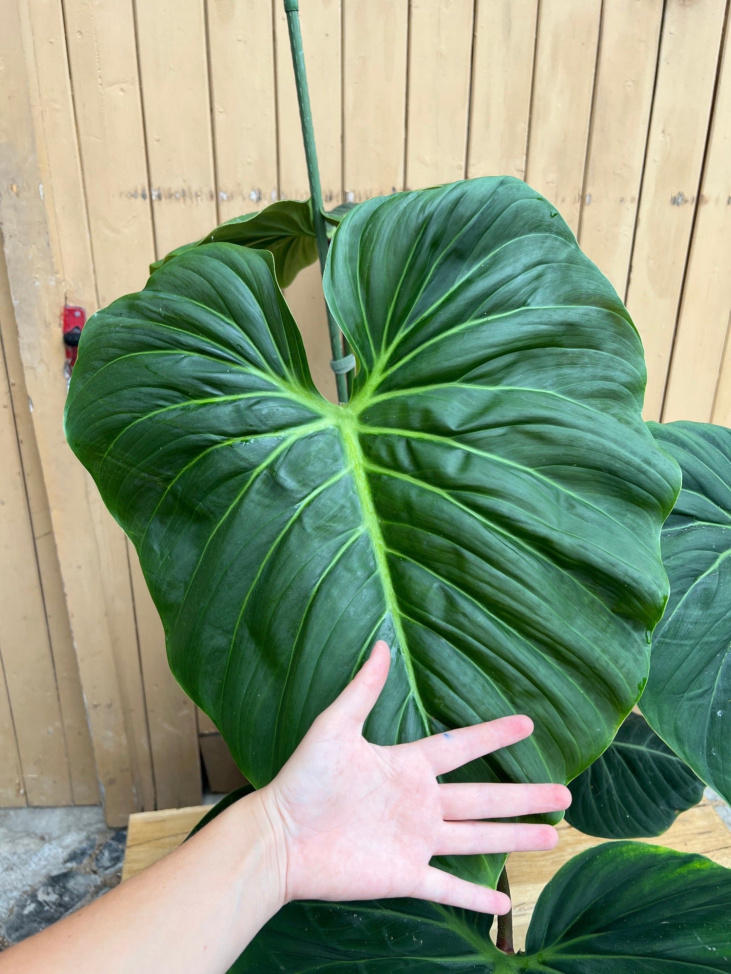 Philodendron El Choco Red XXL