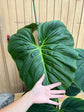 Philodendron El Choco Red XXL