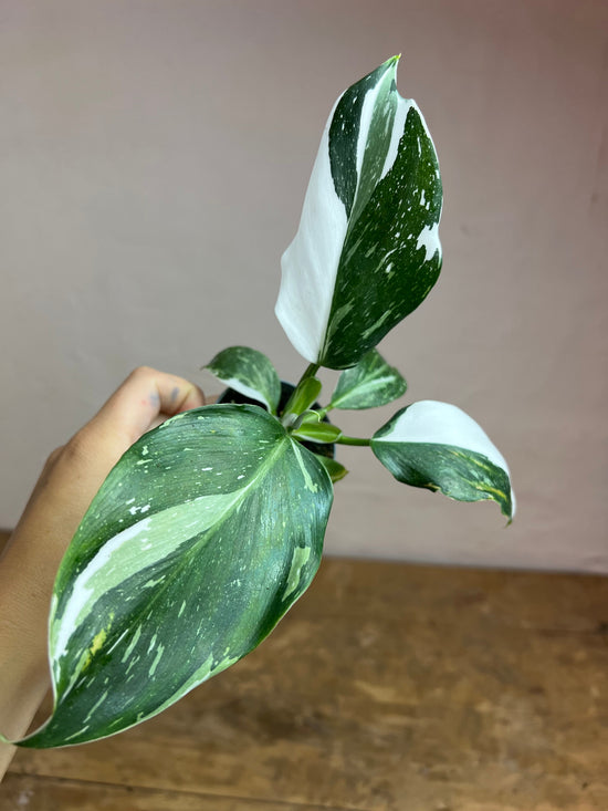 Philodendron White Wizard