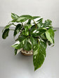 Philodendron White Princess