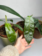 Philodendron Patriciae S