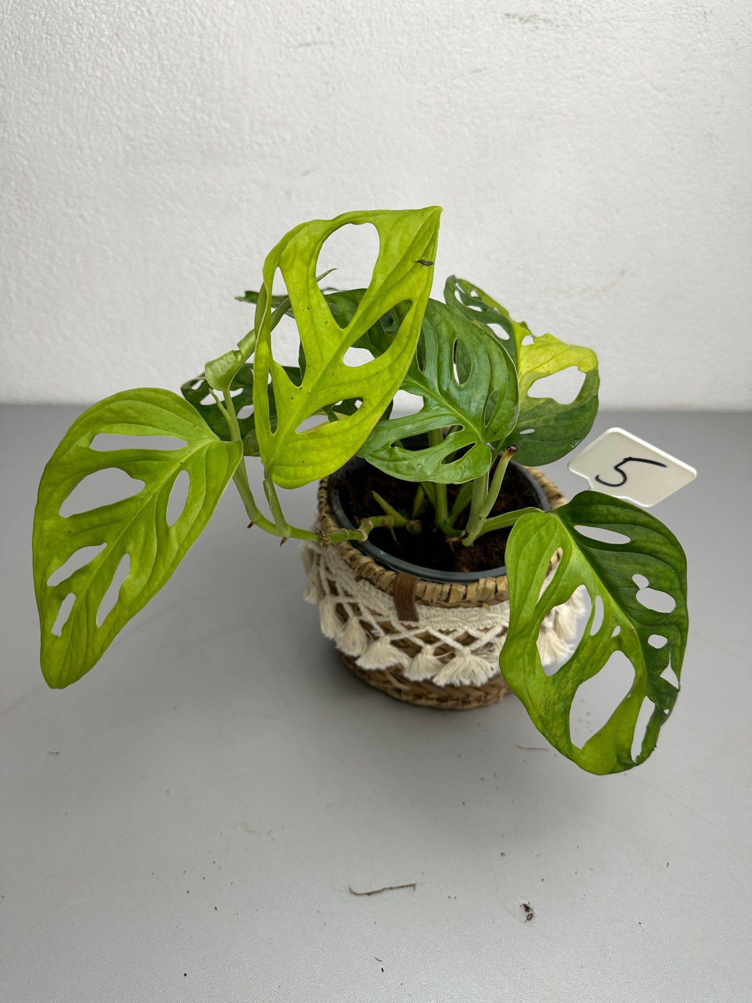 Monstera adansonii aurea variegata