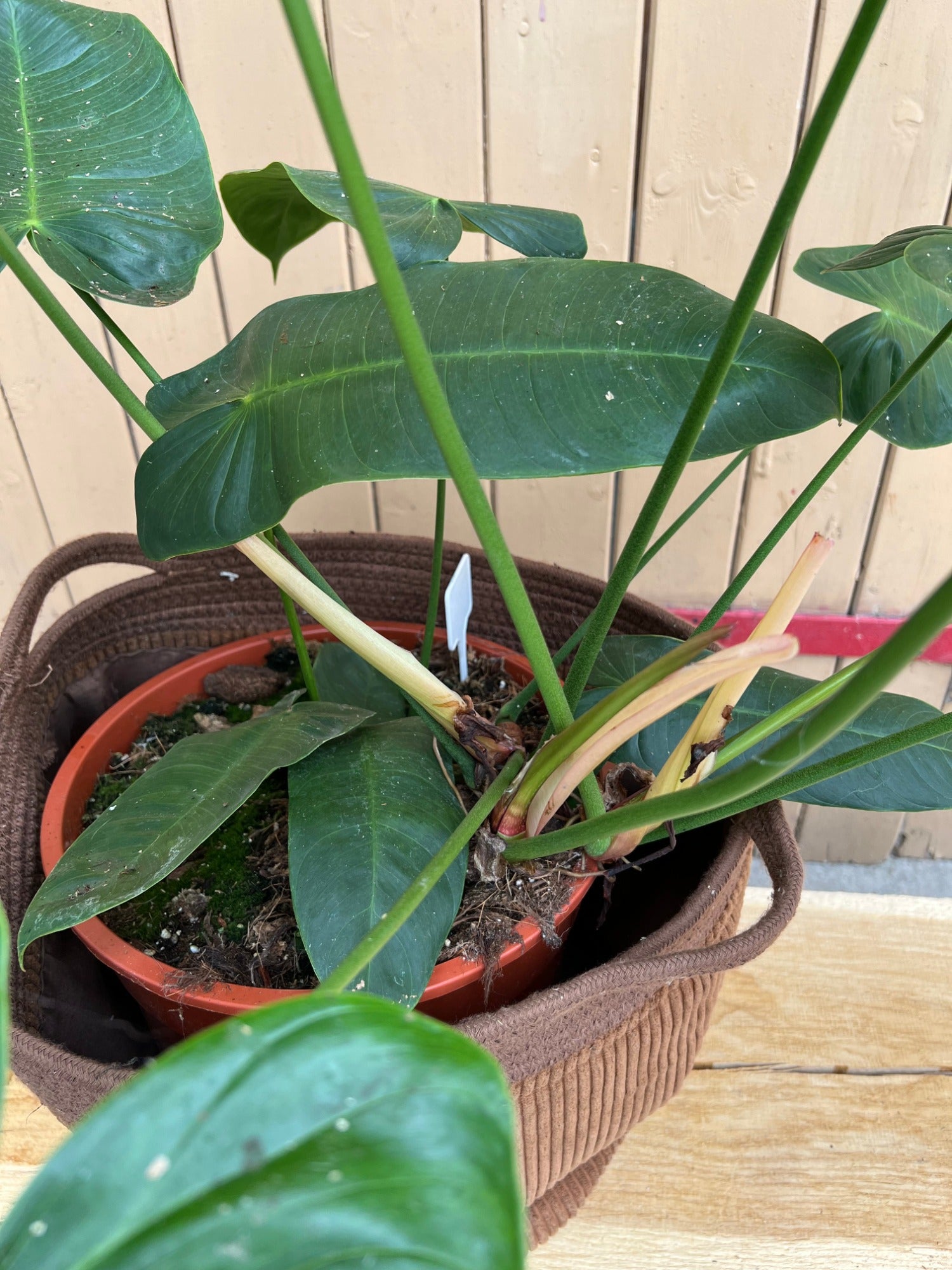 Philodendron Sharoniae XXL