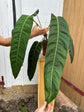 Philodendron Patriciae XXL