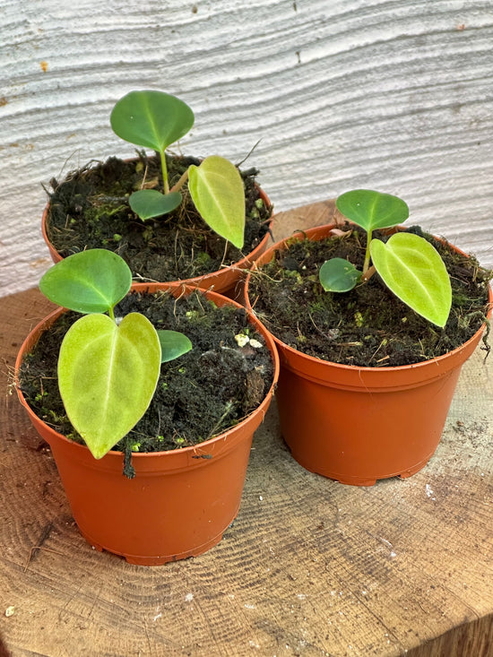 Anthurium Regale Seedling