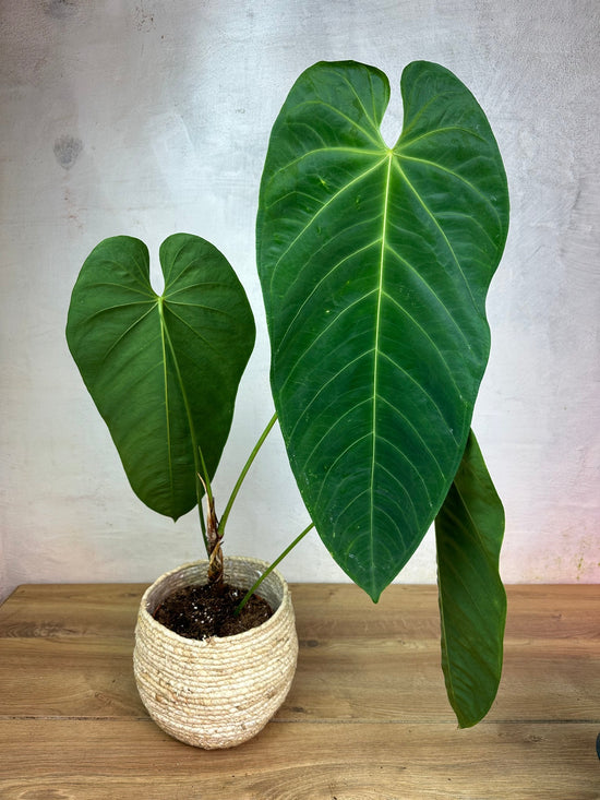 Anthurium Queremalense L