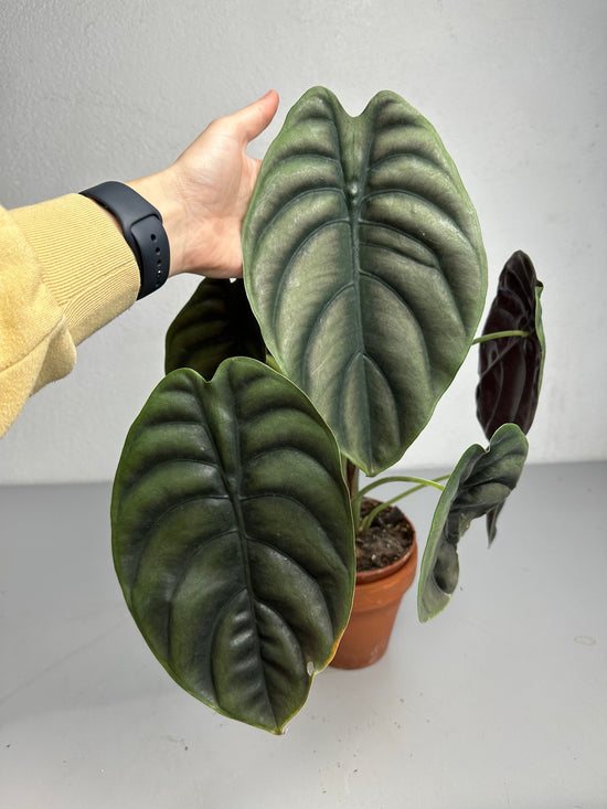 Alocasia Cuprea M