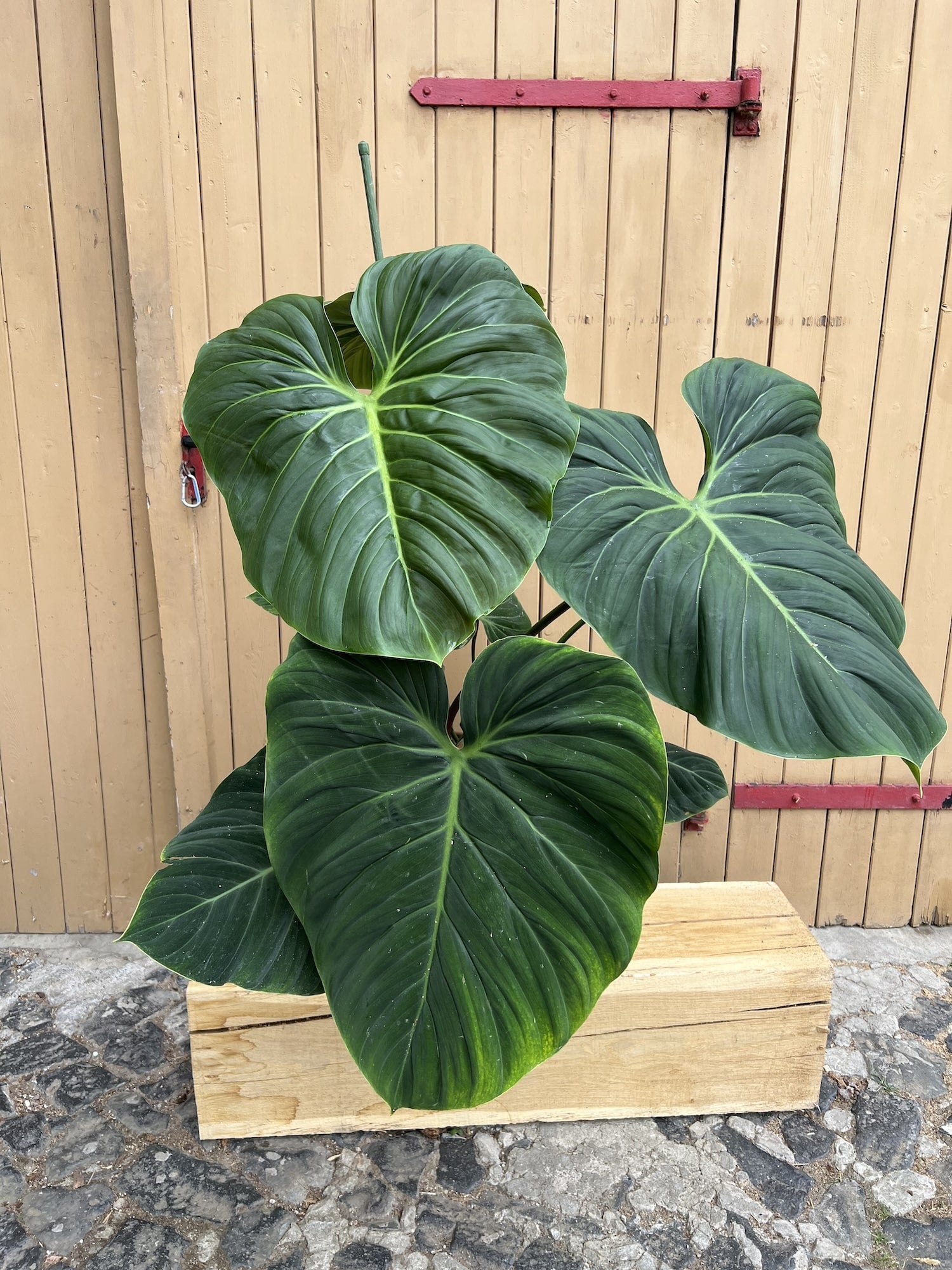 Philodendron El Choco Red XXL