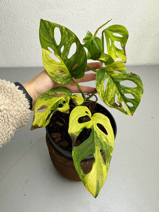 Monstera adansonii aurea variegata