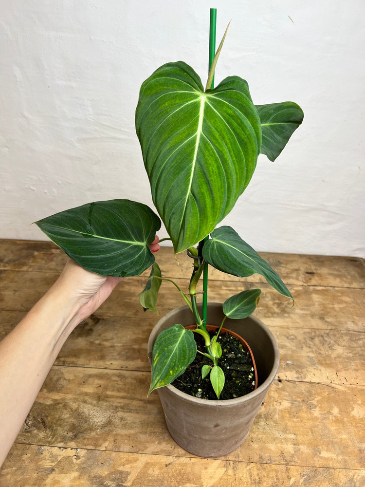 Philodendron Glorious M