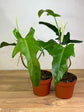 Philodendron Jerry Horne