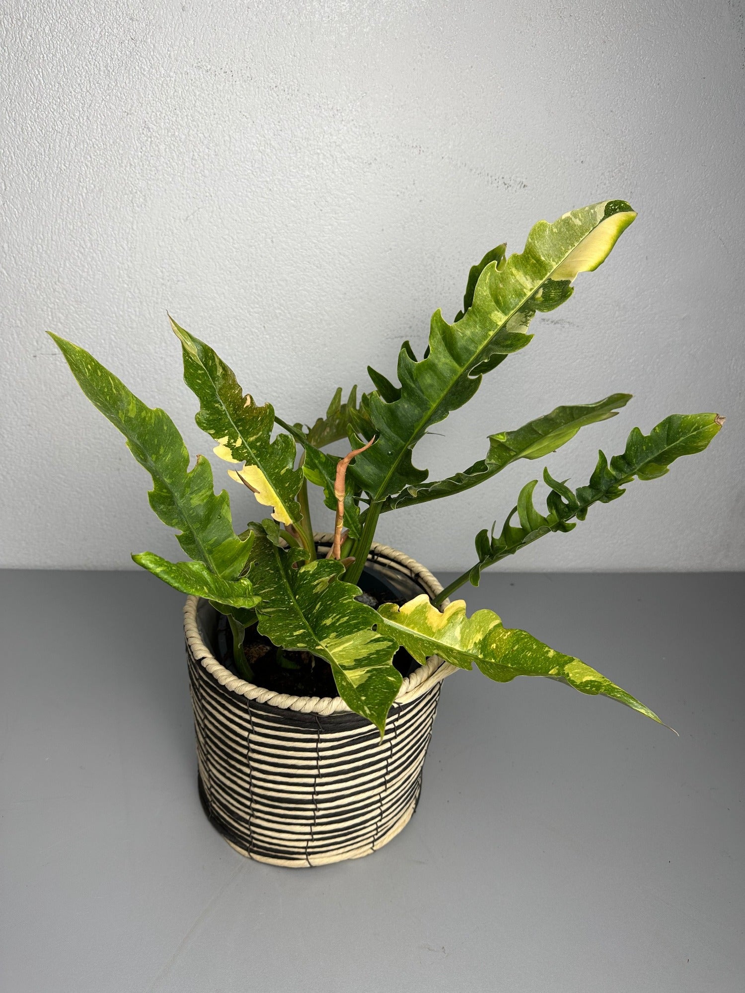 Philodendron Ring of Fire Variegata