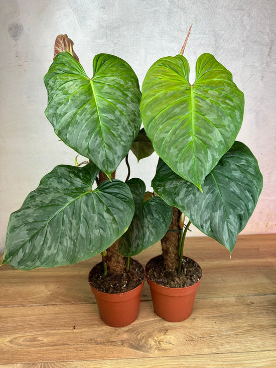 Philodendron Majestic ( two plants in one pot )