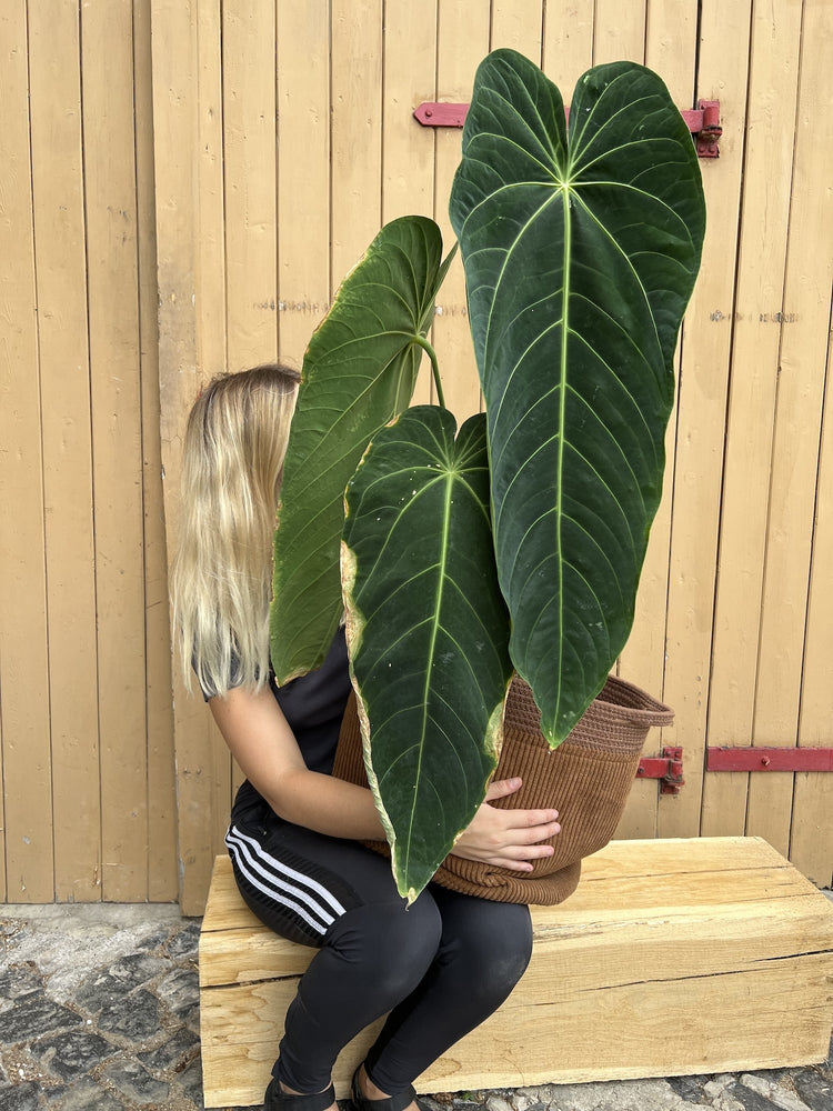 Anthurium Waroqueanum x Waterburyanum XXL