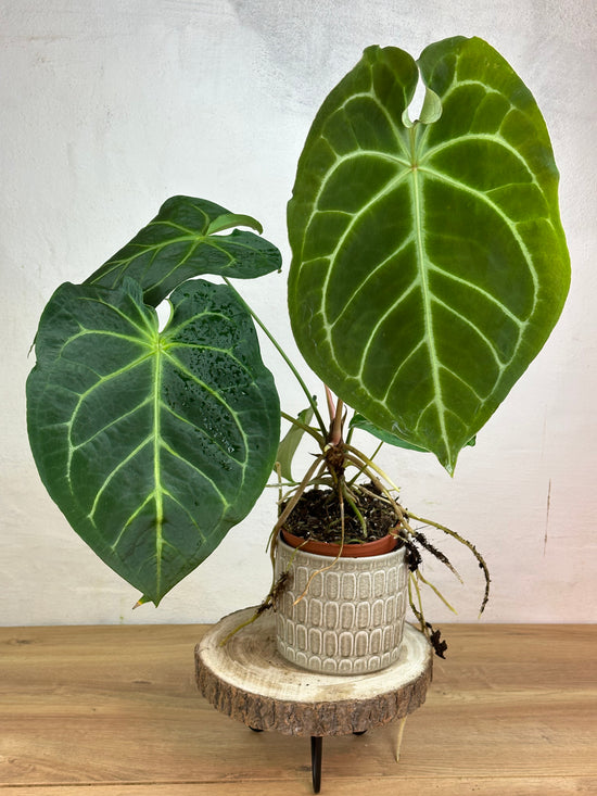 Anthurium Magnificum x Forgetii