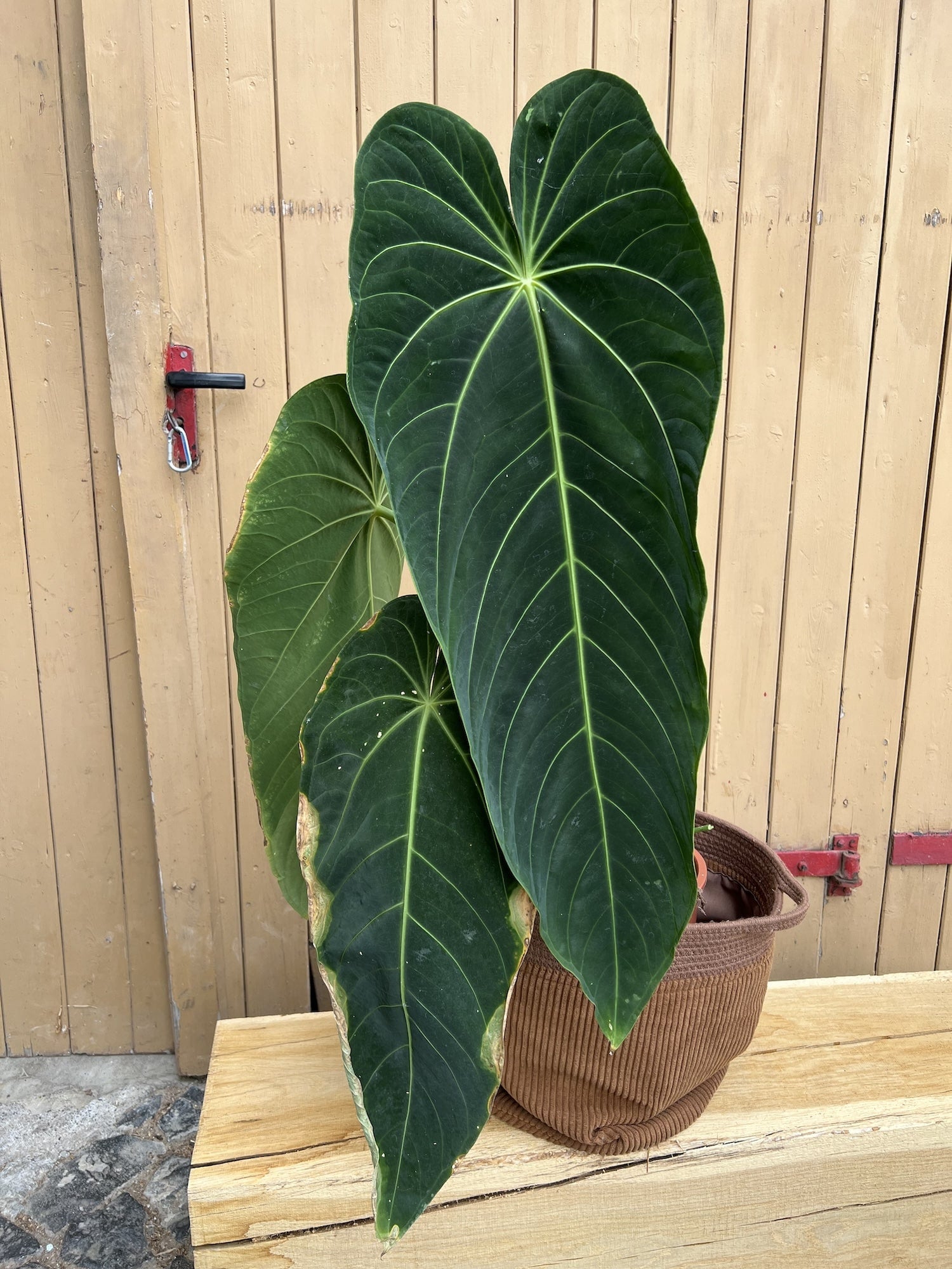 Anthurium Waroqueanum x Waterburyanum XXL