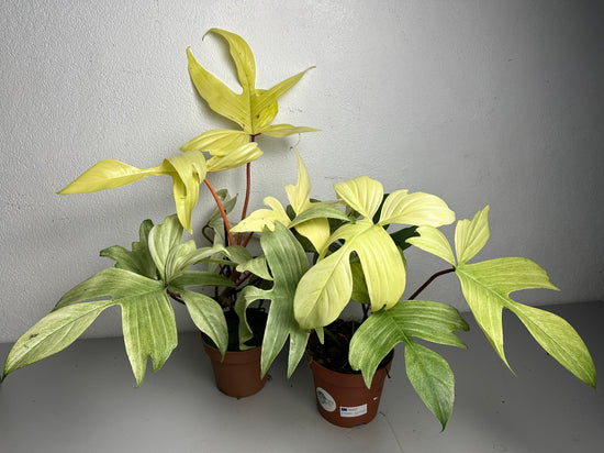 Philodendron Florida Ghost