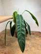 Philodendron Patriciae L-XL