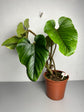Philodendron Serpens L