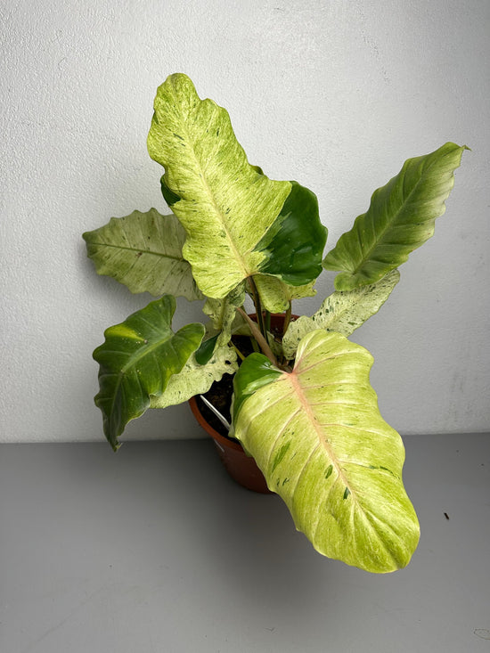 Philodendron Snowdrift Variegata XXL