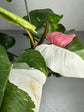 Philodendron White Pink Princess (Tricolour)