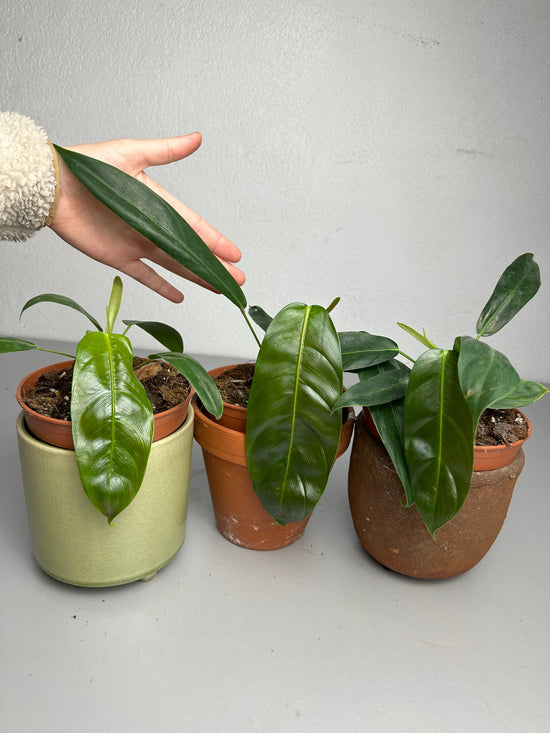 Philodendron Patriciae